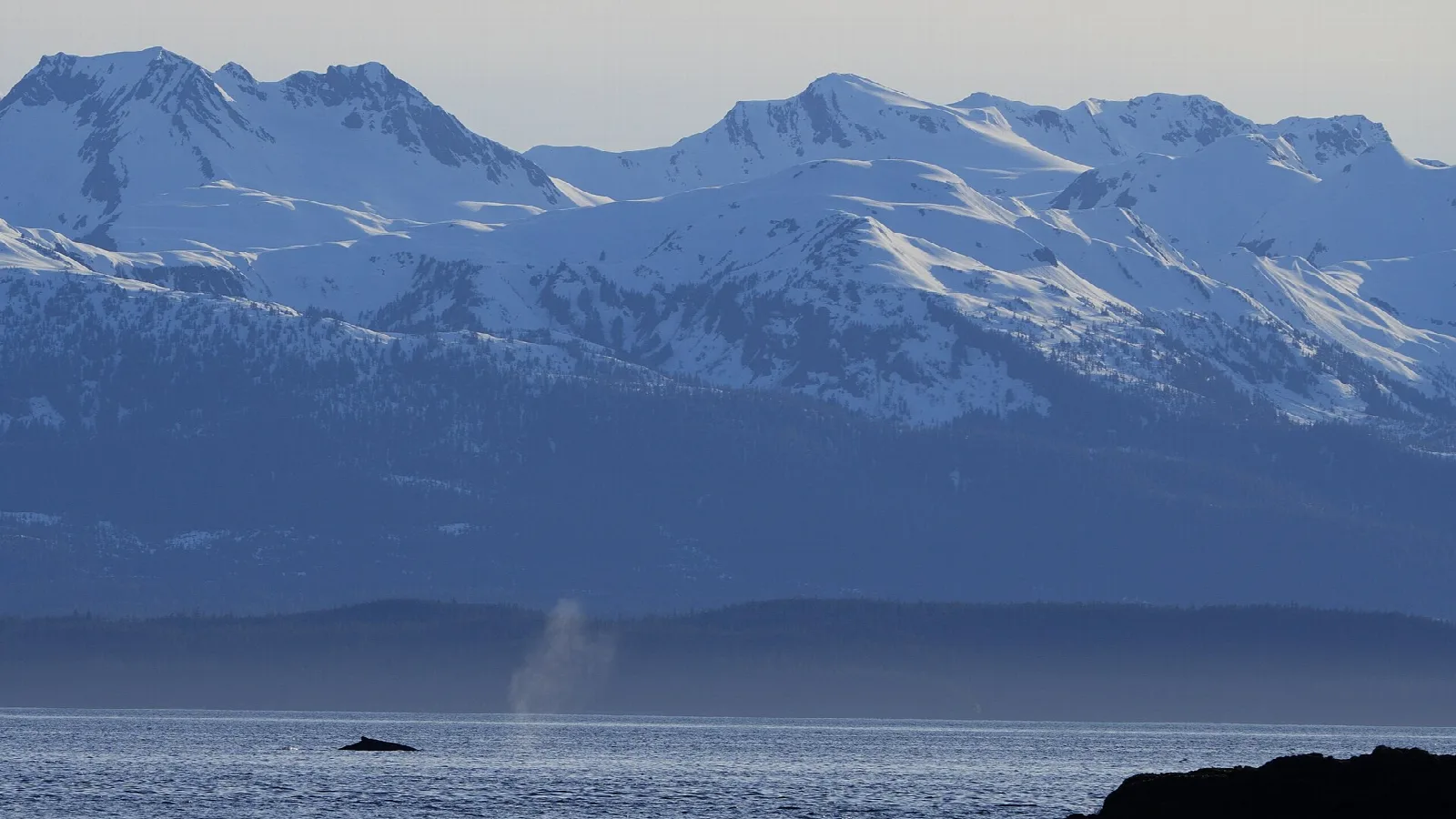 Snow-covered mountains above a calm sea, with a whale spout in the distance