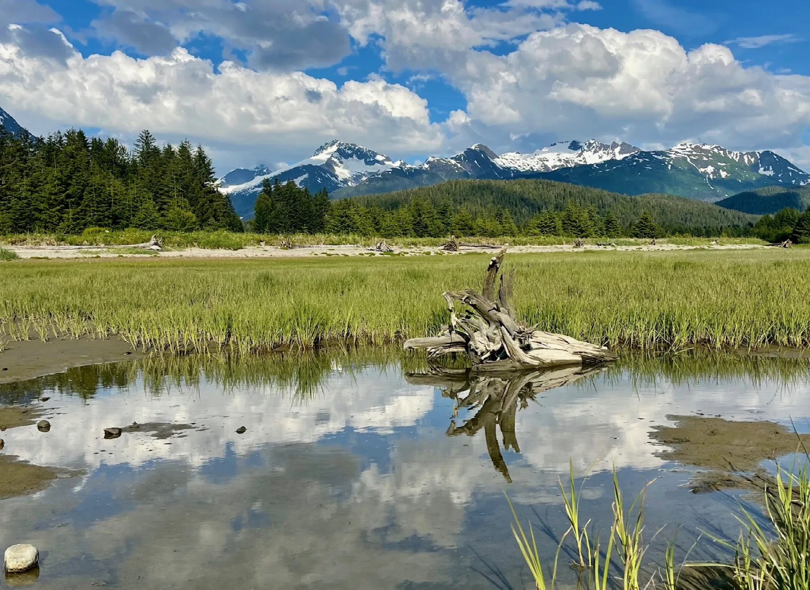 Marsh grass and a still pool reflecting clouds, with snowy mountains beyond