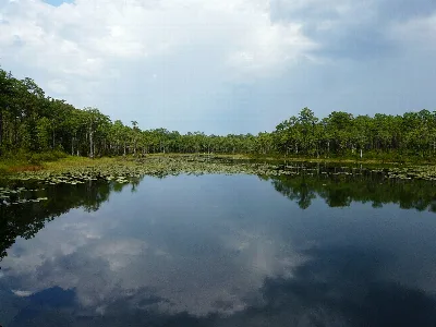 Apalachicola National Forest