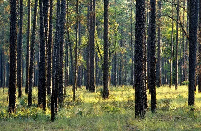 Ocala National Forest