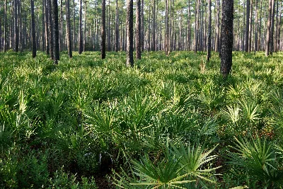 Osceola National Forest