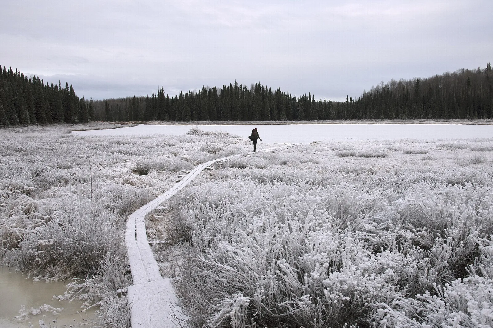 Frosted grass and a plank trail leading to a lake edge, with a lone hiker and spruce forest beyond