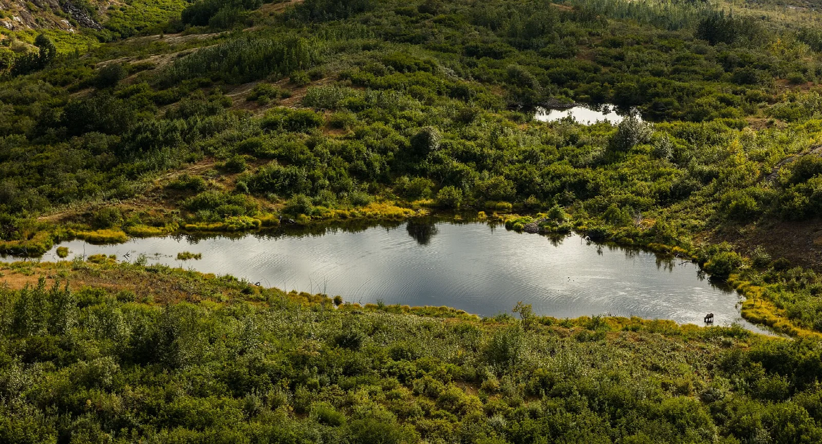 Green tundra with a small pond reflecting the sky