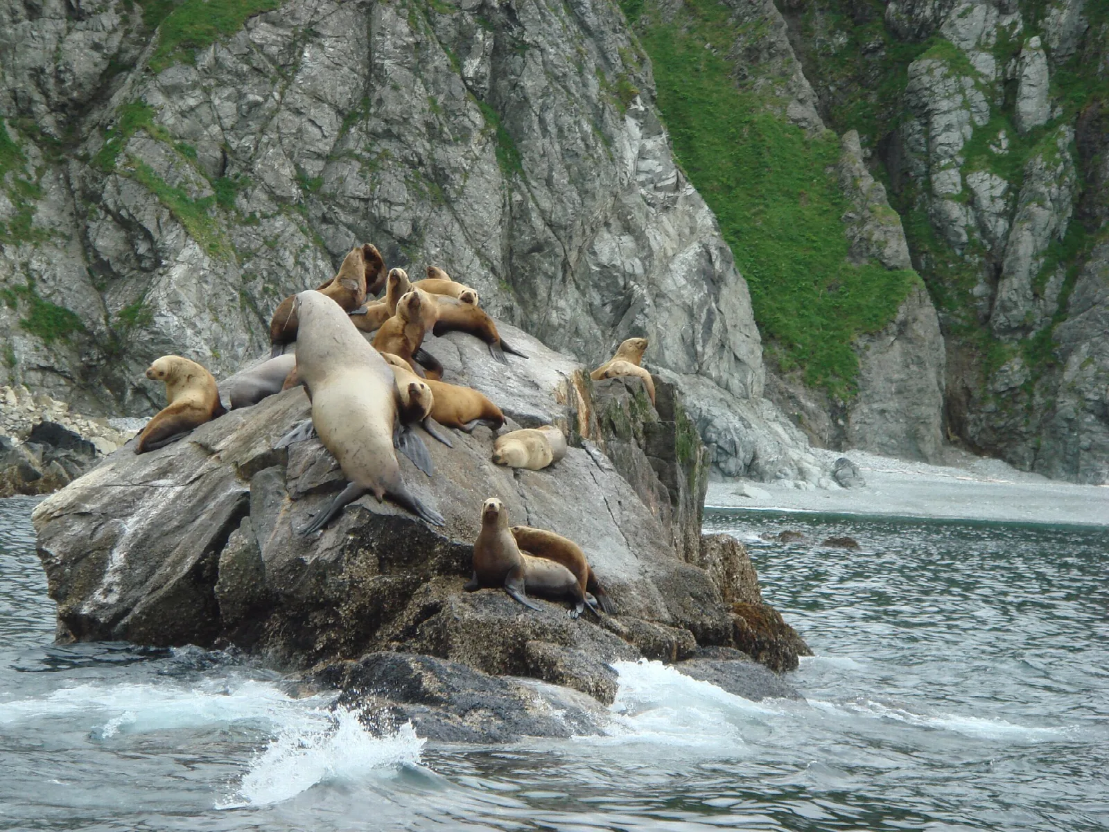 Sea lions resting on a wave-washed rock below a green cliff