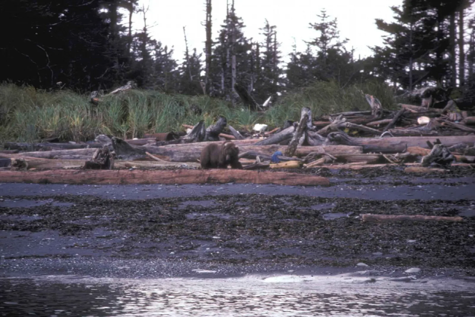 Brown bear walking along a driftwood-strewn beach at the edge of the forest