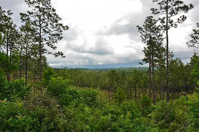 Kisatchie National Forest