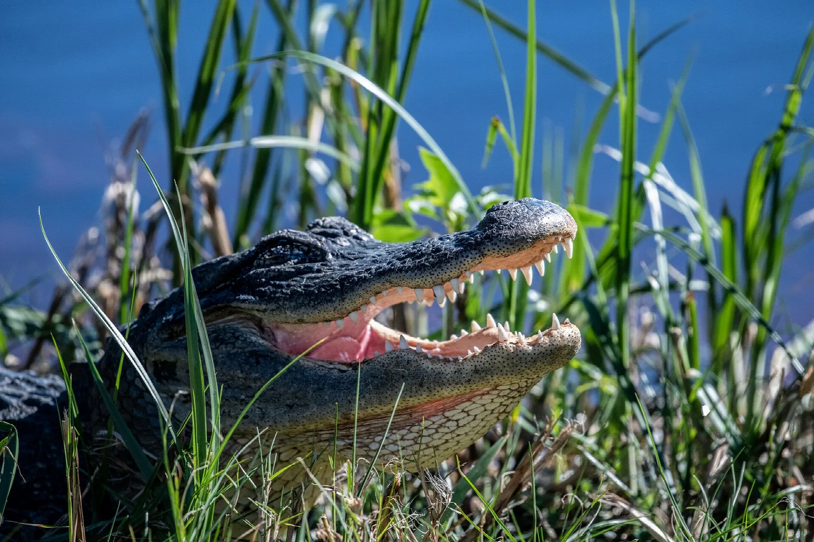 Close view of an alligator with open jaws among tall green marsh grass