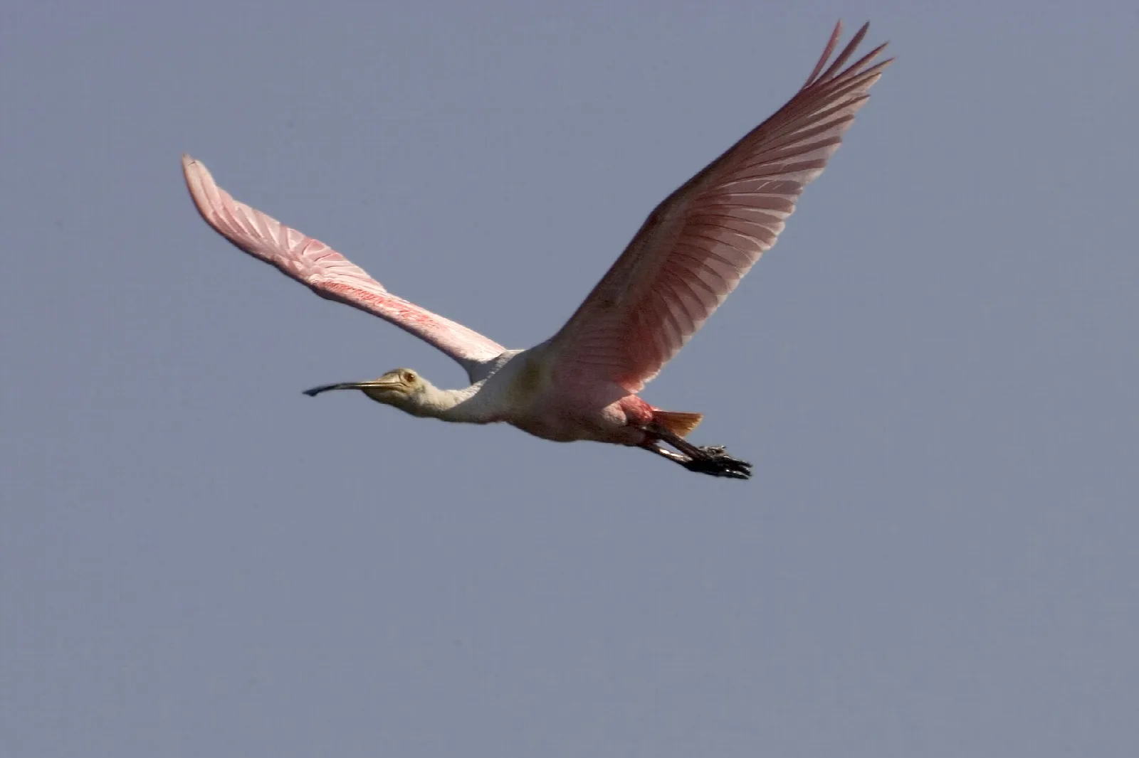 A pink roseate spoonbill flying with wings raised against a gray sky