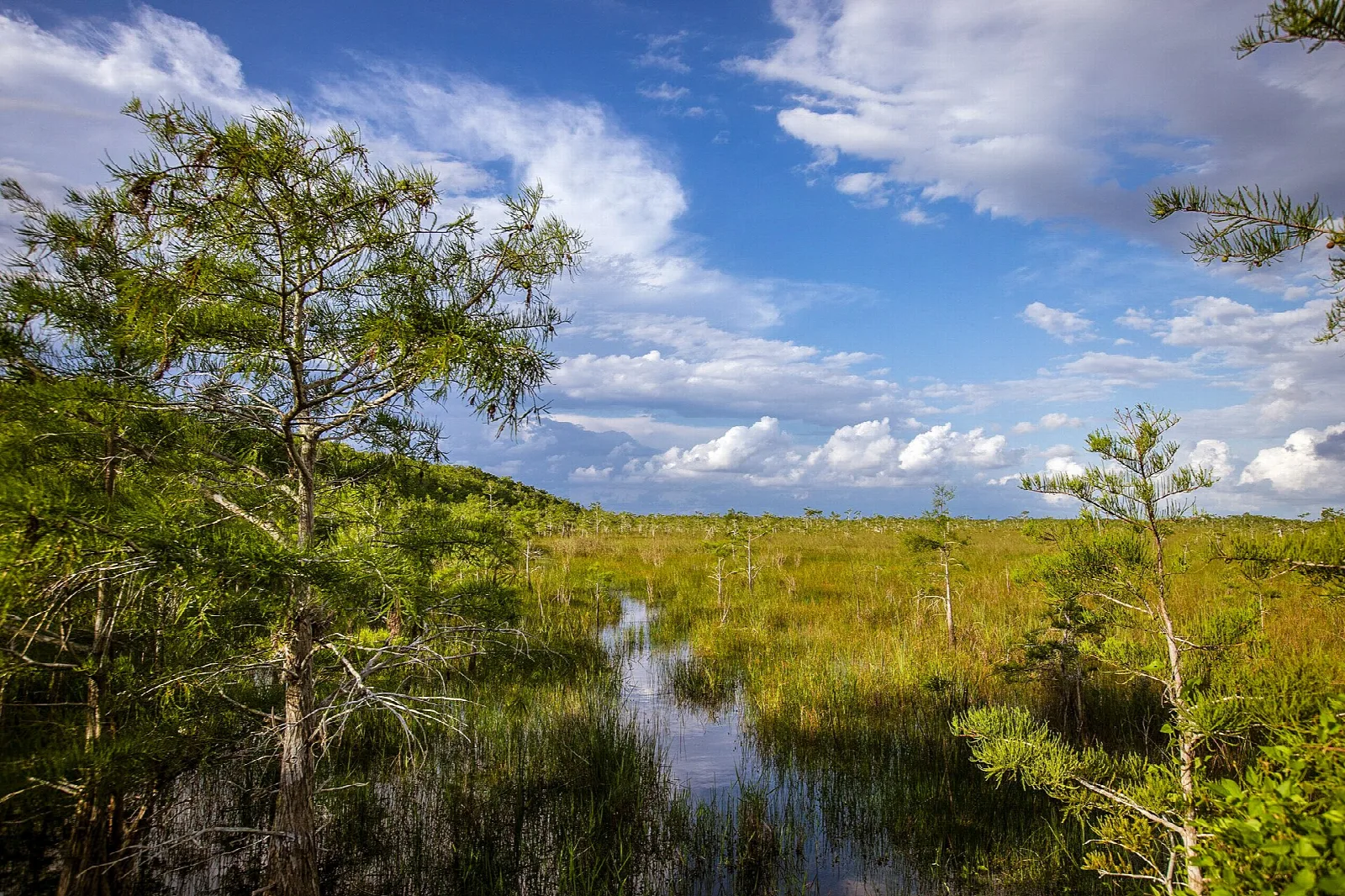Dwarf cypress and a slough of open water winding through green sawgrass under puffy clouds