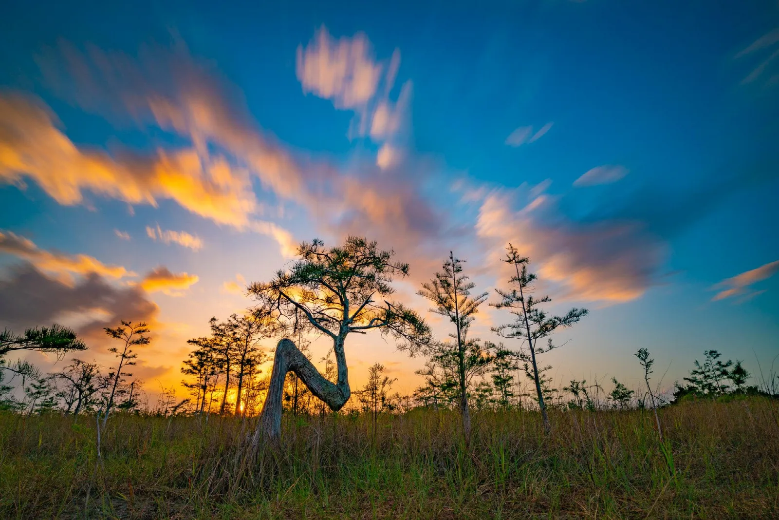 A sunset creates a silhouette of a cypress tree with needle-like leaves that is shaped like an \'N\'.