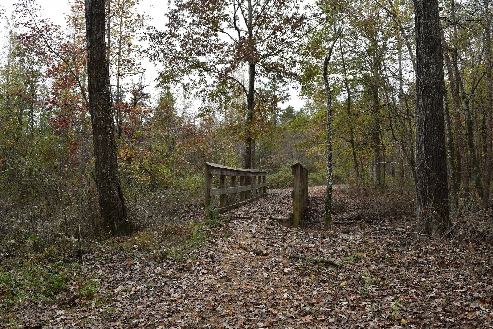 Leaf-covered trail leading to a small wooden footbridge through mixed hardwood forest in autumn
