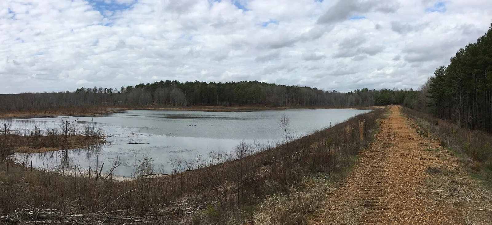 Shallow lake with standing dead trees beside a gravel levee path and tall pines under scattered clouds