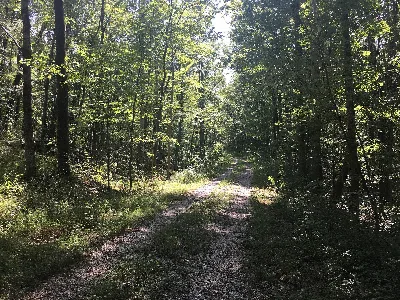 Tombigbee National Forest