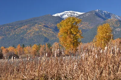 Bitterroot National Forest
