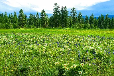 Ochoco National Forest