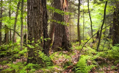Allegheny National Forest