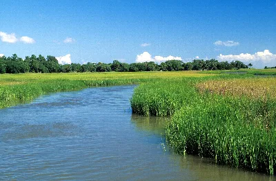 Francis Marion and Sumter National Forests