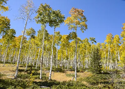 Fishlake National Forest