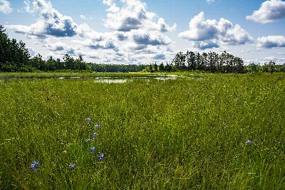 Chequamegon-Nicolet National Forest