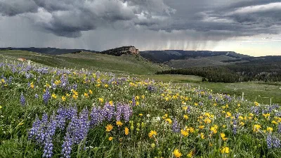 Bighorn National Forest
