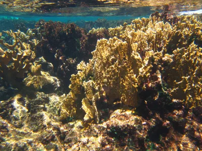 Buck Island Reef National Monument