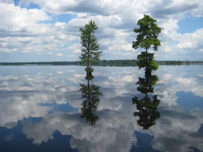 Great Dismal Swamp National Wildlife Refuge