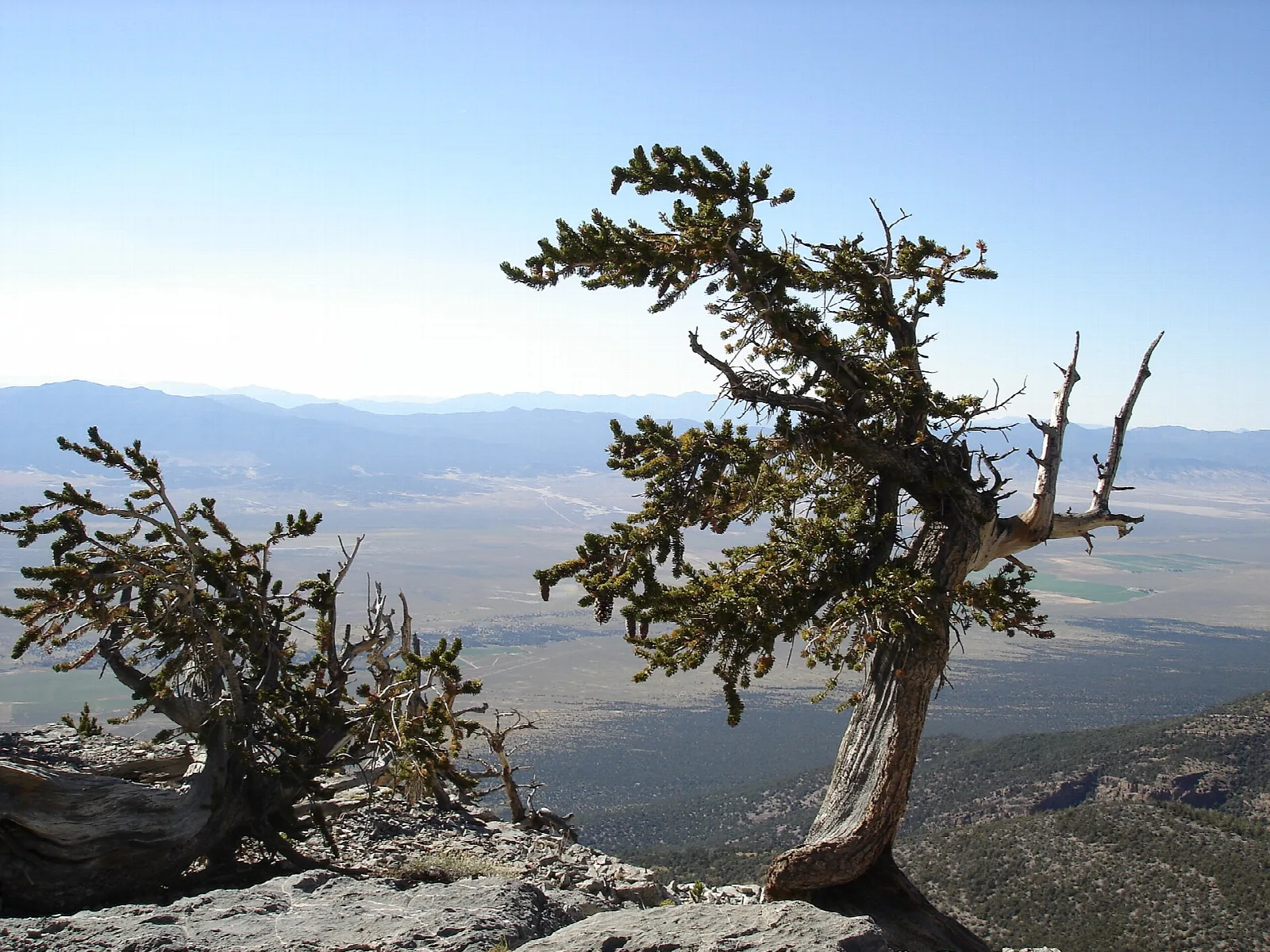 A wind-shaped bristlecone pine on a rocky ridge above a wide desert basin