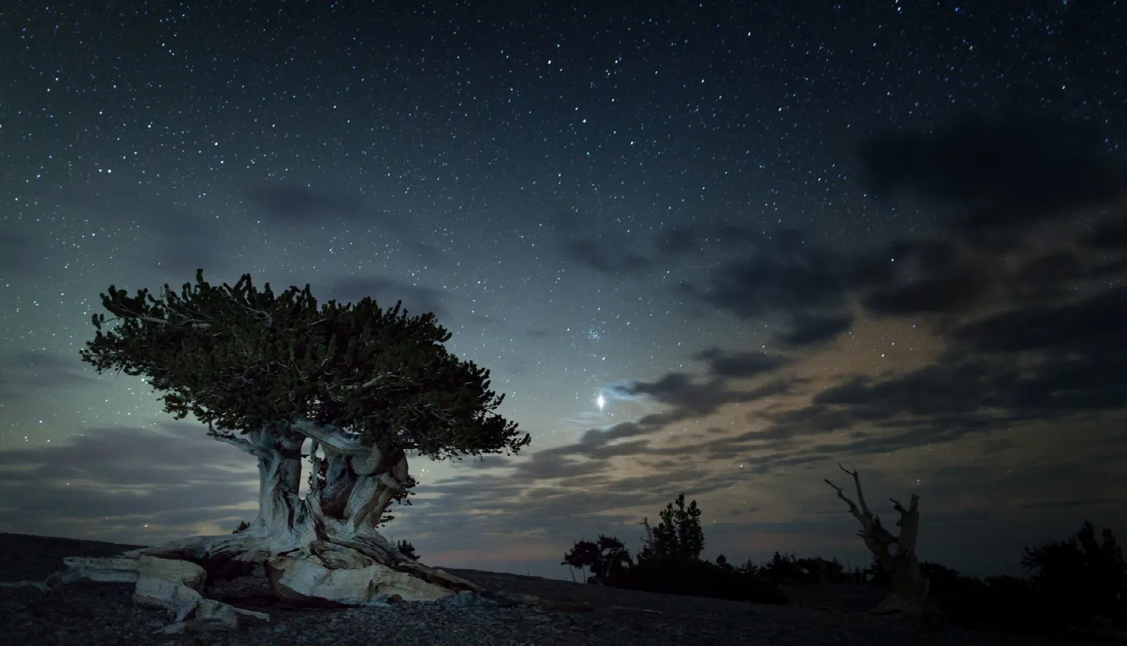 A gnarled bristlecone pine silhouetted against a starry sky above the desert