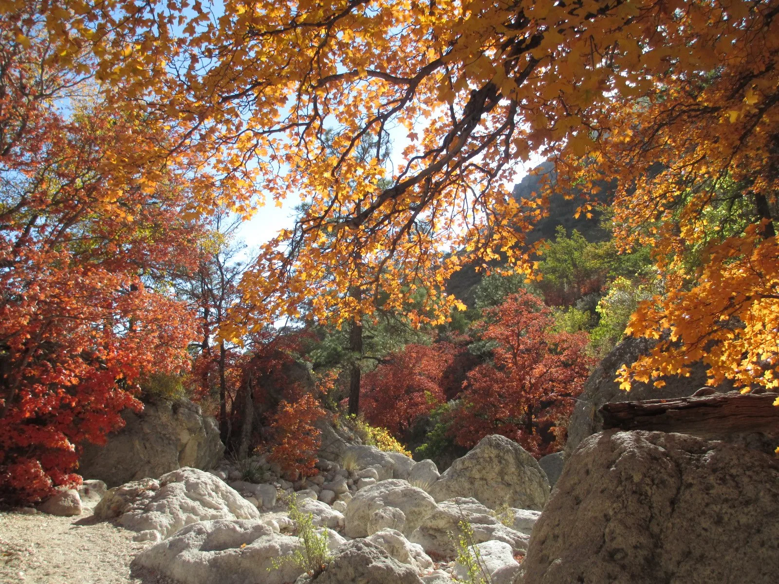 Fall colors in Devil\'s Hall