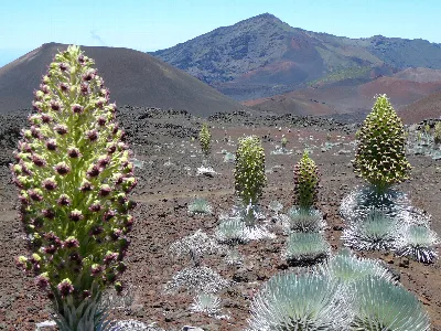 Haleakala National Park