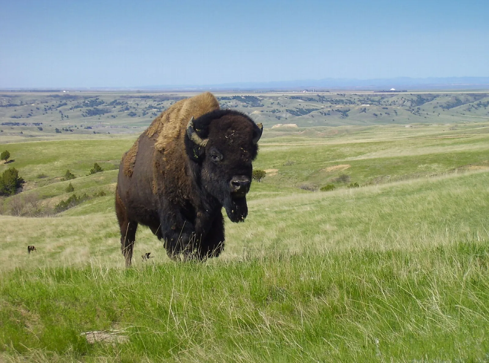 A bison standing in green grass on a rise above the badlands