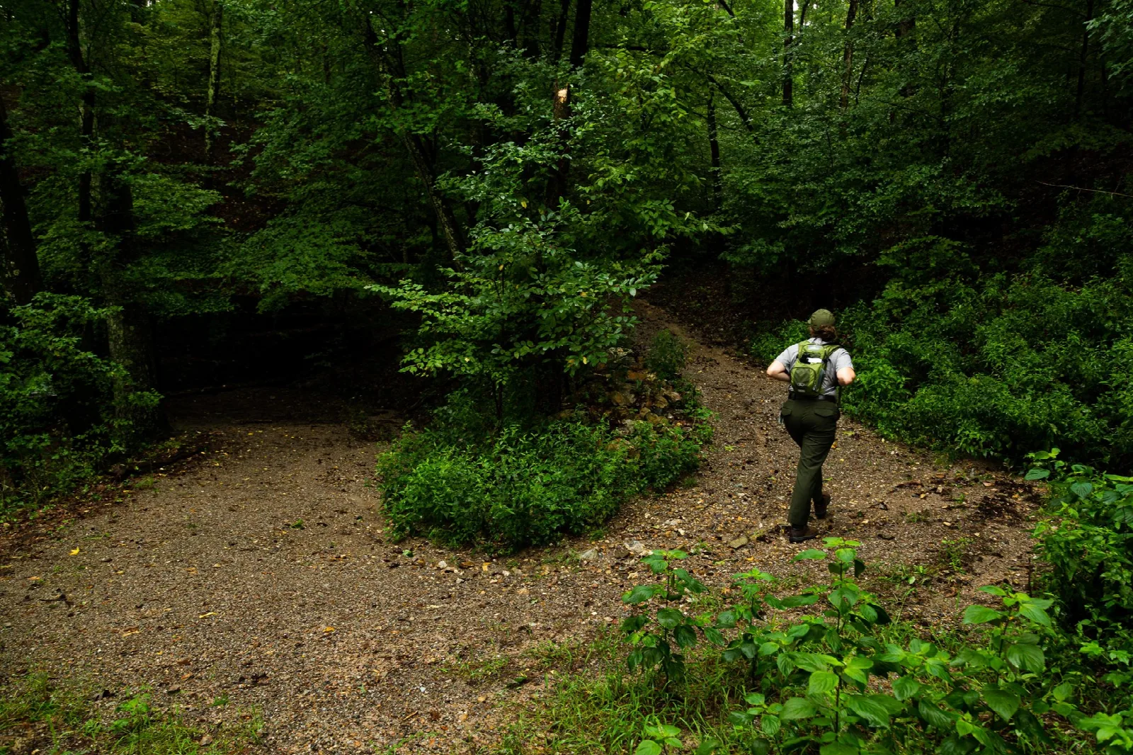 A hiker on a forest trail through green hardwoods