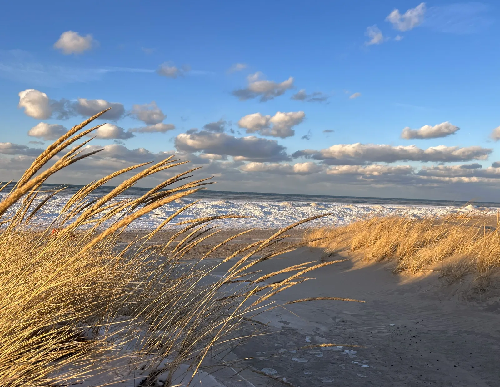Golden marram grass on a snowy dune above Lake Michigan waves
