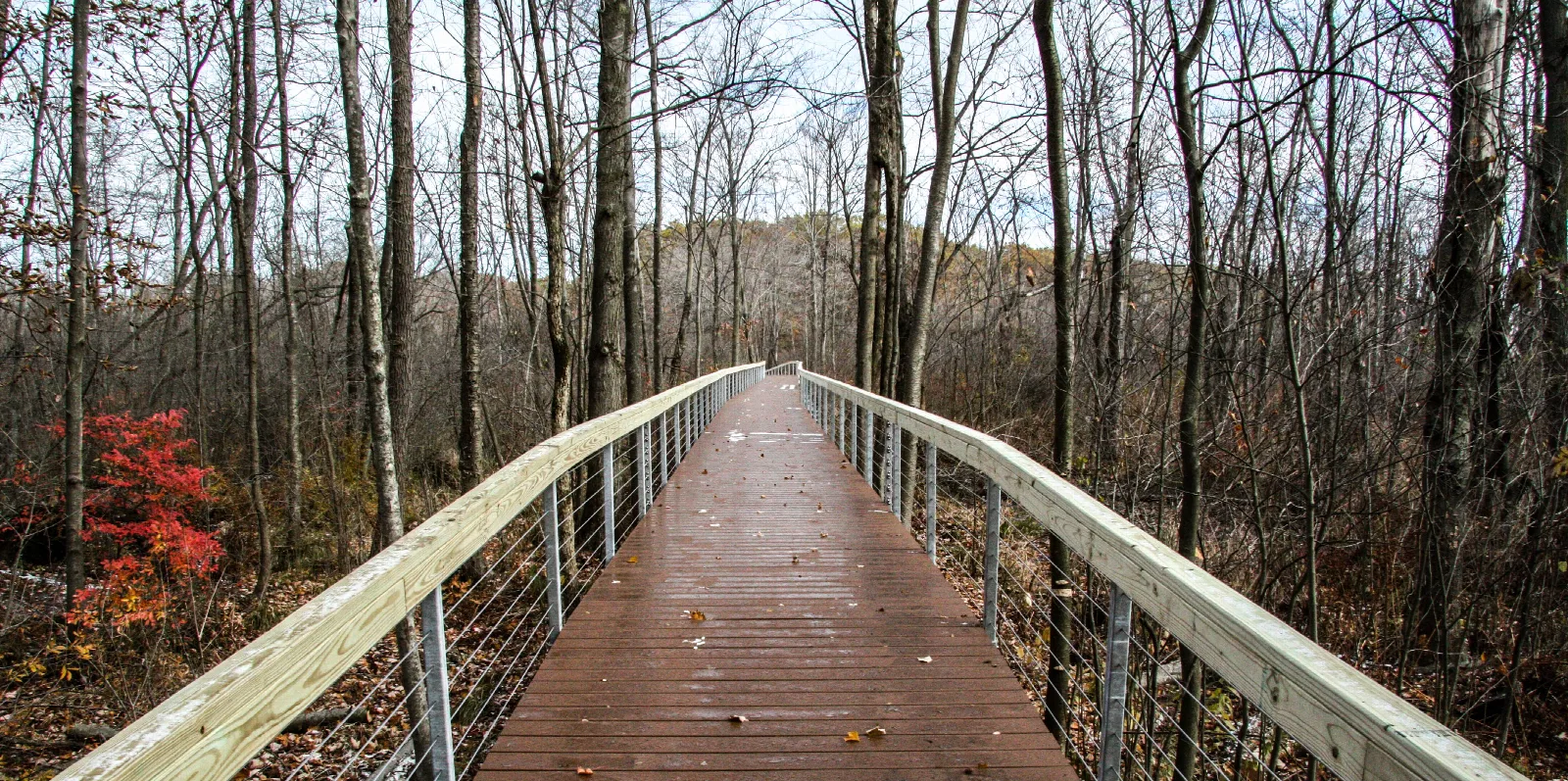 A wooden boardwalk leading through a bare autumn wetland forest