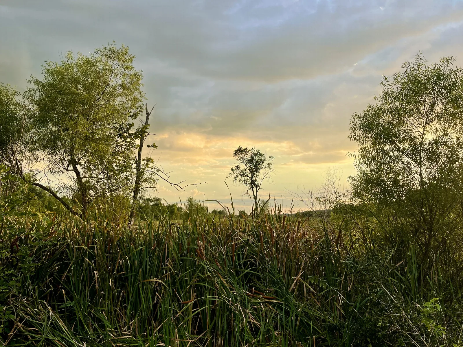 Trees and tall marsh grasses silhouetted against a glowing evening sky
