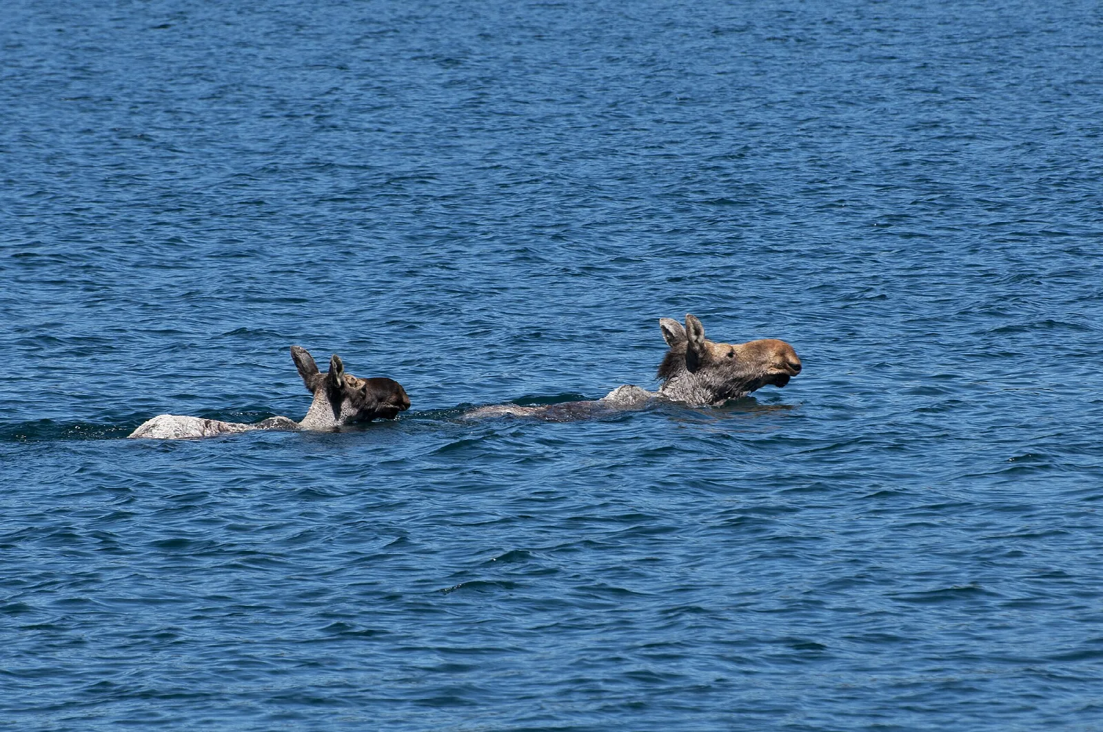 A cow moose and her calf swimming across a blue channel