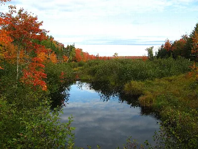 Sunkhaze Meadows National Wildlife Refuge