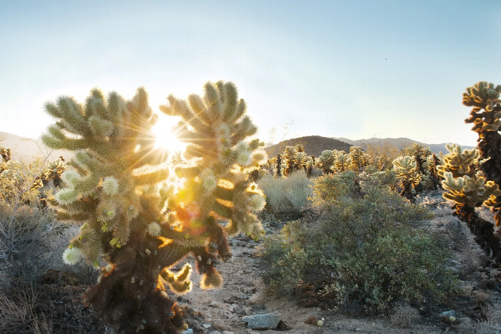 The low sun shining through spiny cholla cacti on a desert flat