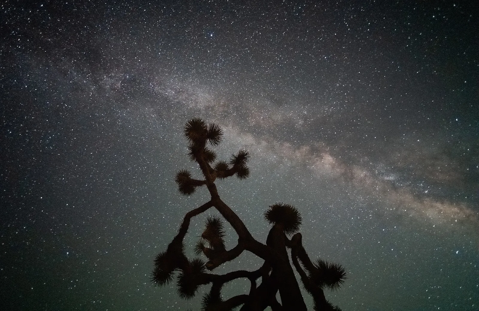 A Joshua tree silhouetted beneath the Milky Way in a starry night sky