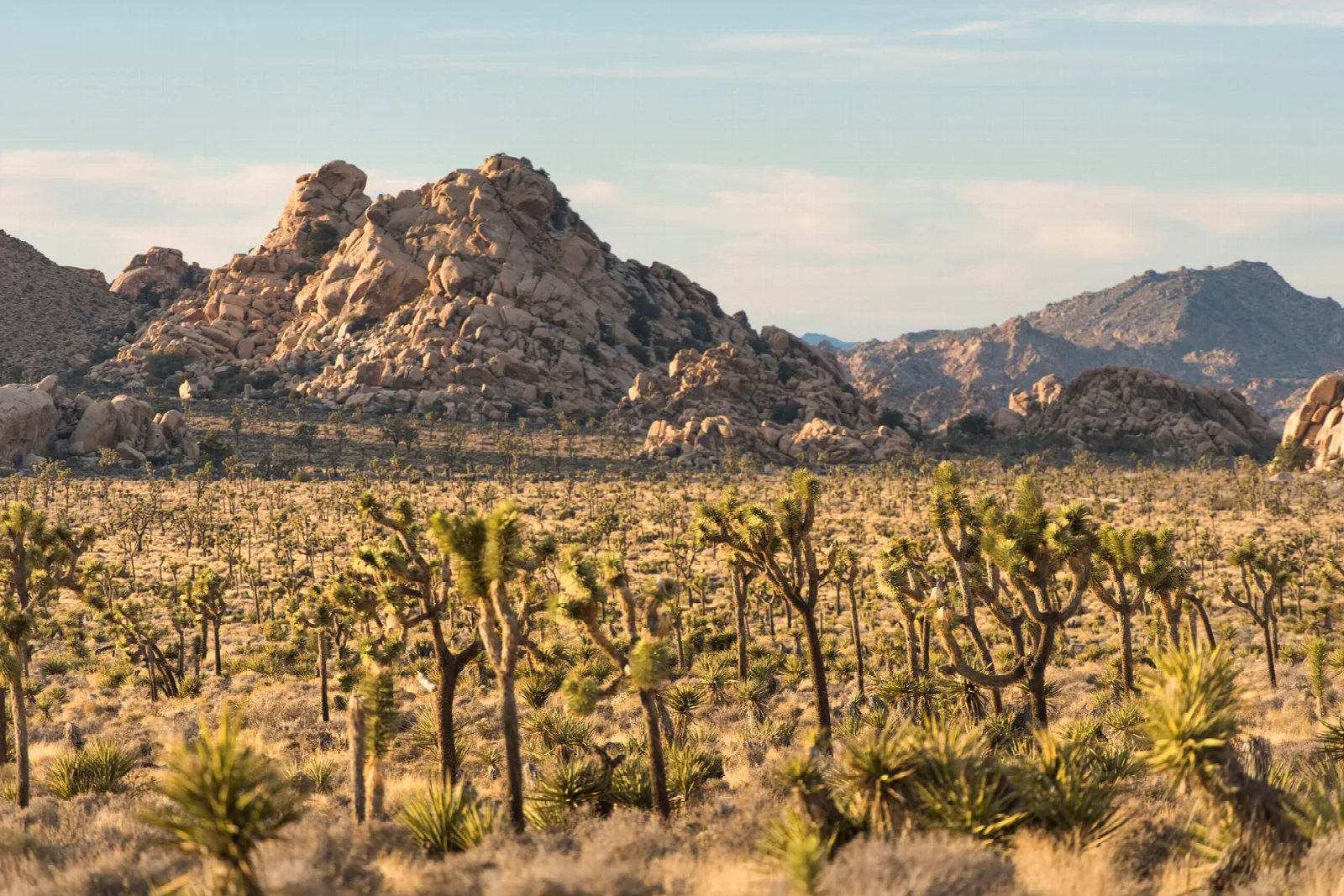A plain dotted with Joshua trees below a jumbled granite rock formation