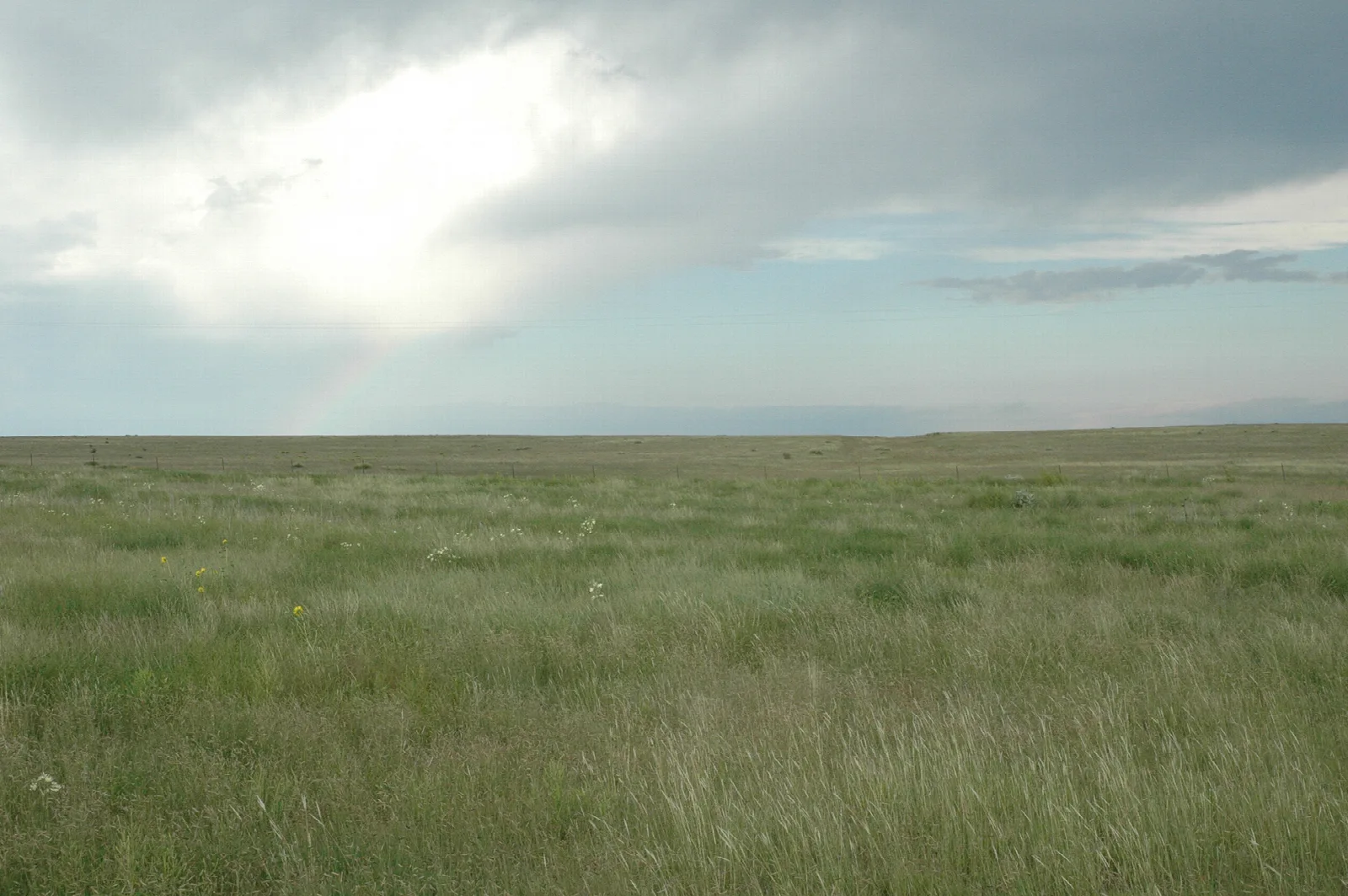 Flat green grassland stretching to the horizon beneath a bright, cloudy sky