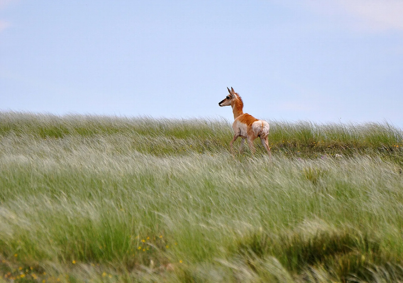 Young pronghorn standing alert in tall wind-blown green grass against a pale sky