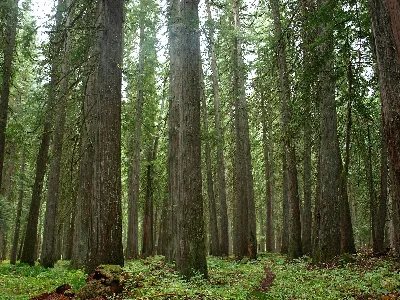 Nezperce National Forest
