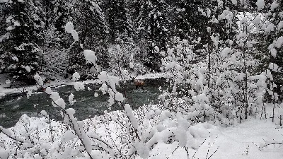 St. Joe National Forest