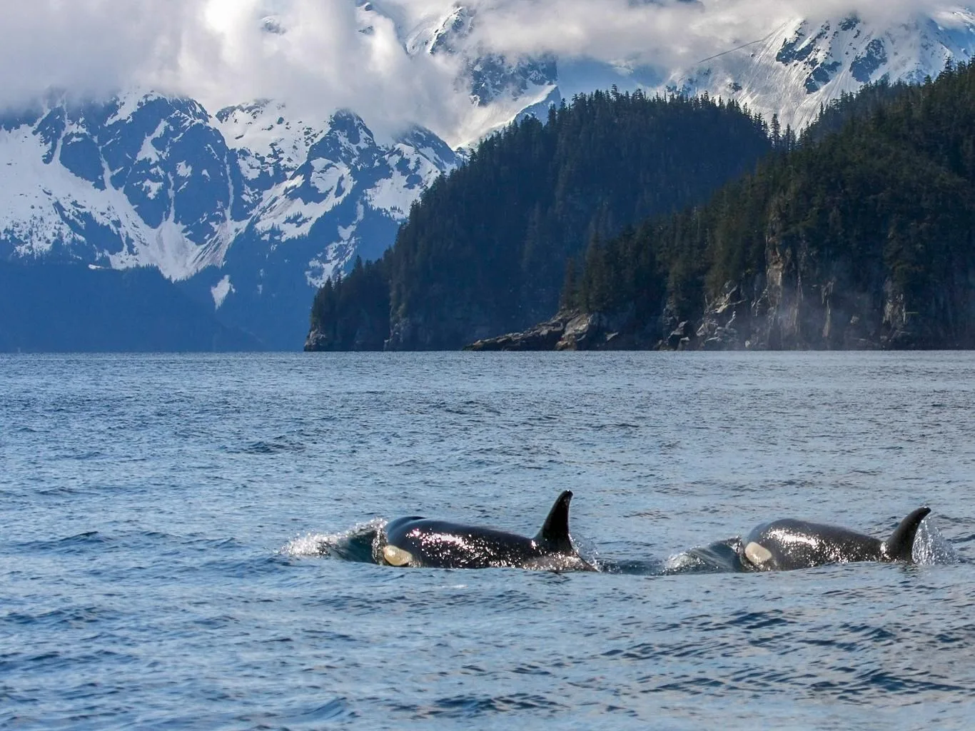 Two orcas surfacing in a fjord below forested, snow-capped mountains