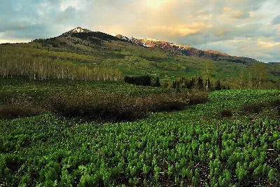 Gunnison National Forest