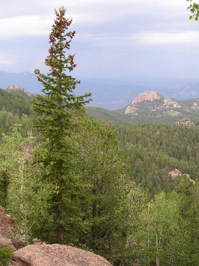 Pike National Forest