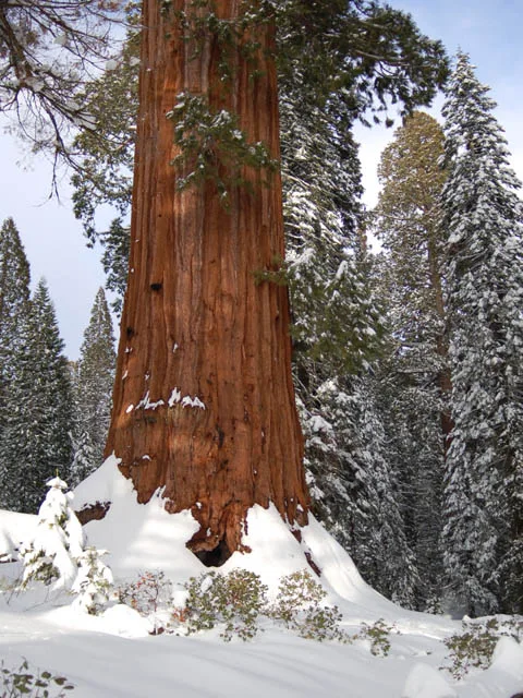 A giant sequoia\'s reddish bark contrasts with the snow around it
