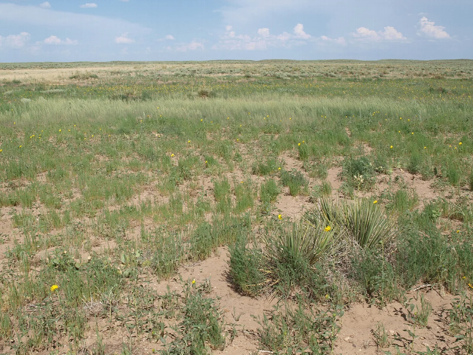 Cimarron National Grassland