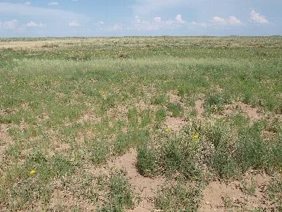 Cimarron National Grassland